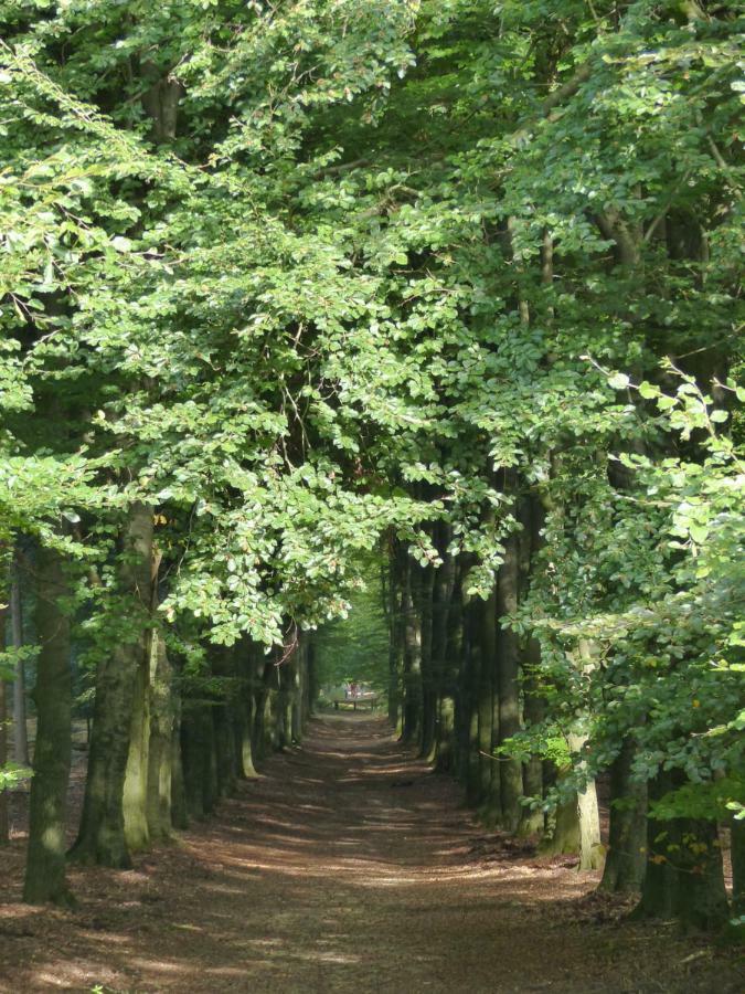 B&B Onder de rode beuk Dieren Eksteriør billede