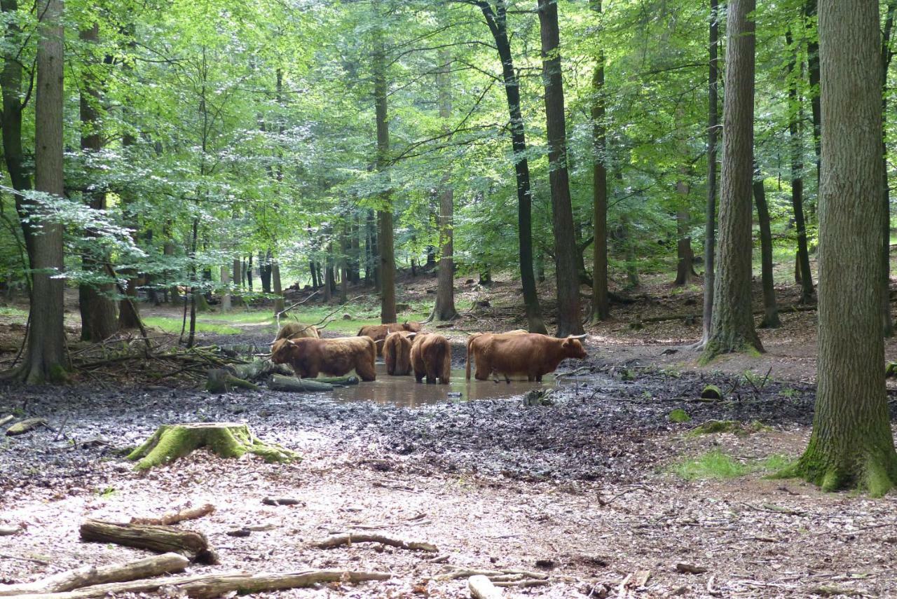 B&B Onder de rode beuk Dieren Eksteriør billede